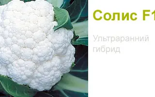 Солис F1 / Solis F1