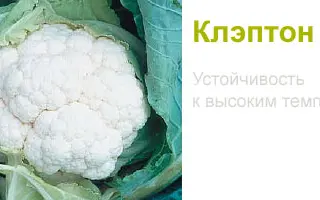 Клэптан F1 / Клаптон F1 / Clapton F1