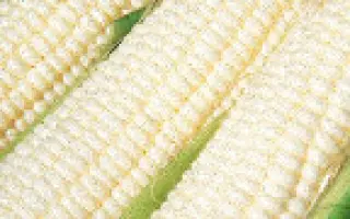 Суперсладкая (Медуница) F1