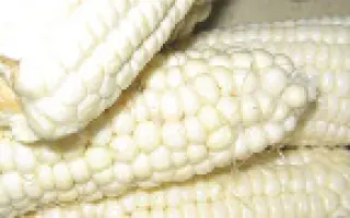 Белоснежка F1