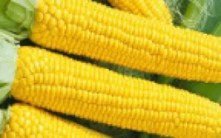 Конкурент F1