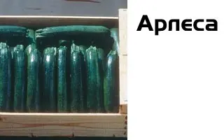 Арлеса F1 / Arlesa F1