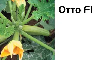 Отто F1 / Otto F1