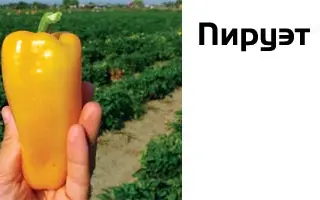 Пируэт F1 /  Pirouet F1