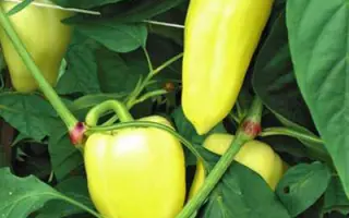 Диментио F1 / Dimentio F1