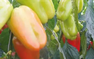 Минтос F1 / Mintos F1