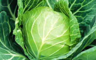 Санторино 60 F1 / Santorino sixty F1