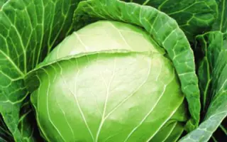 Пруктор F1 / Pructor F1