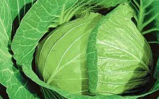 Глория F1 / Gloria F1