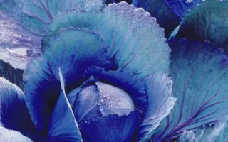 Рескю F1 / Rescue F1