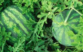 Бостана F1 / Bostana F1