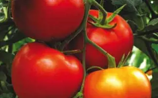 Гравитет F1 / Gravitet F1