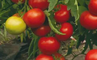 Тривет F1 / Trivet F1