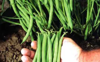 Патион / Pation