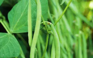 Кларон / Claron