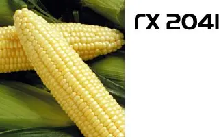 ГХ 2041 F1 / GH 2041 F1