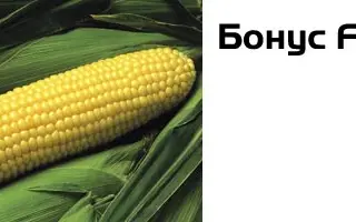 Бонус F1 / Bonus F1