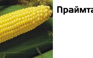 Праймтайм F1