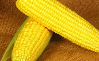 Оверленд F1 / Overland F1