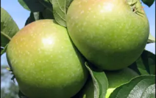 Ренет Симиренко