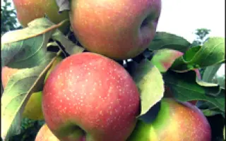 Городищенское