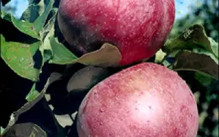 Млиевчанка осенняя