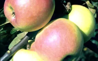 Пепинка Золотистая