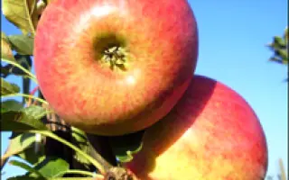 Свитанок Млиева