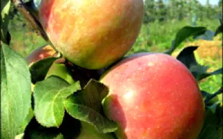 Юбилейное МИС