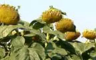 Морава / Morava