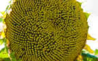 Римисол / Rimisol