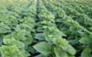 НС-Сумо-2017 / NS-Sumo-2017