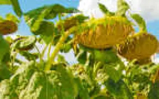 НС-Сумо-2018 / NS-Sumo-2018