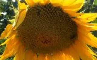 НС Див (кондитерский)