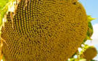 НС-Х-2063 / NS-H-2063