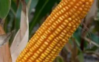 Торонто / Toronto