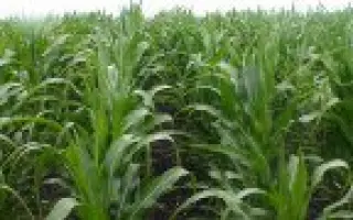 Фруктис / Fructis