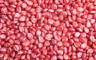 Эрли Стар / Early Star