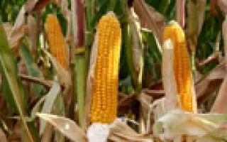 Иннагуа / Innagua