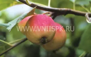 Августовское дальневосточное