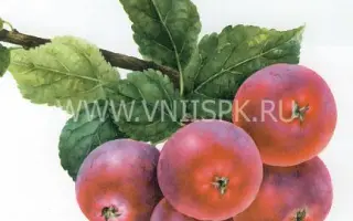 Алтайский голубок