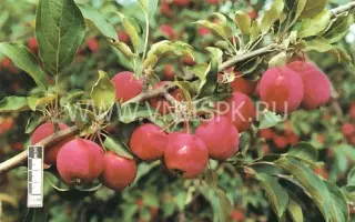 Алтайское багряное