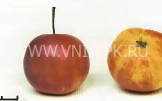 Алтайское бархатное