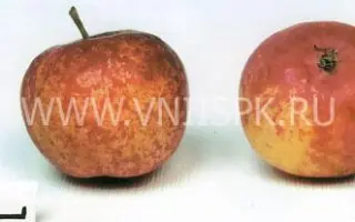 Алтайское крапчатое