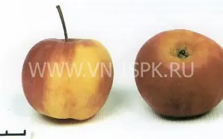 Алтайское пурпуровое