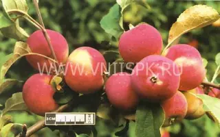 Алтайское румяное