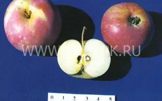 Амурское красное