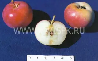 Амурское урожайное