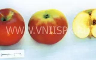 Анис алый (Анис бархатный, Анис сафьянный, Анис красный)