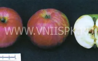 Анис полосатый (Анис серый)